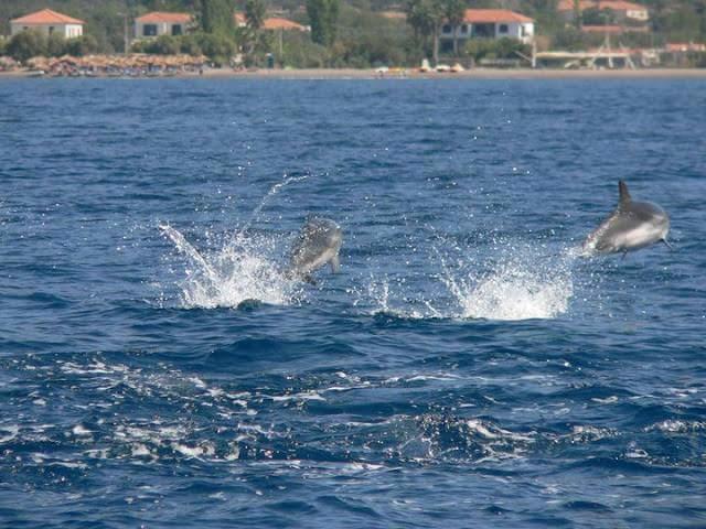 Sonia Studios Nees Kidonies Bagian luar foto